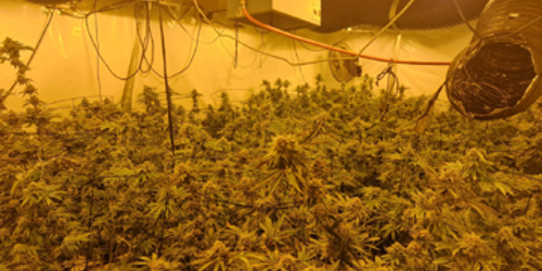Rossendale Cannabis farm
