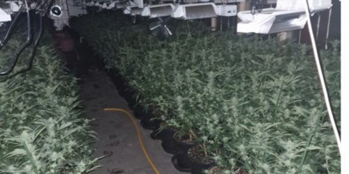 Cannabis farm in Blackpool